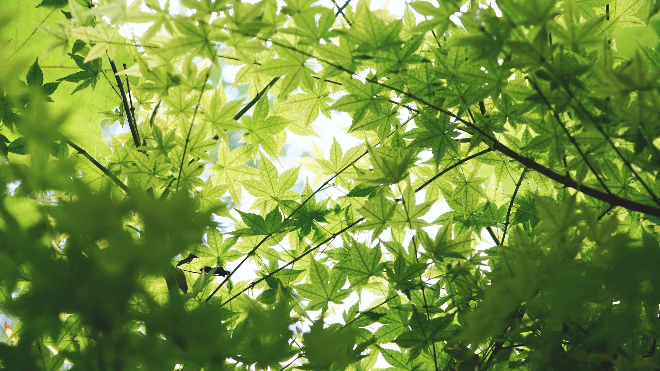 may-yue-974483-unsplash
