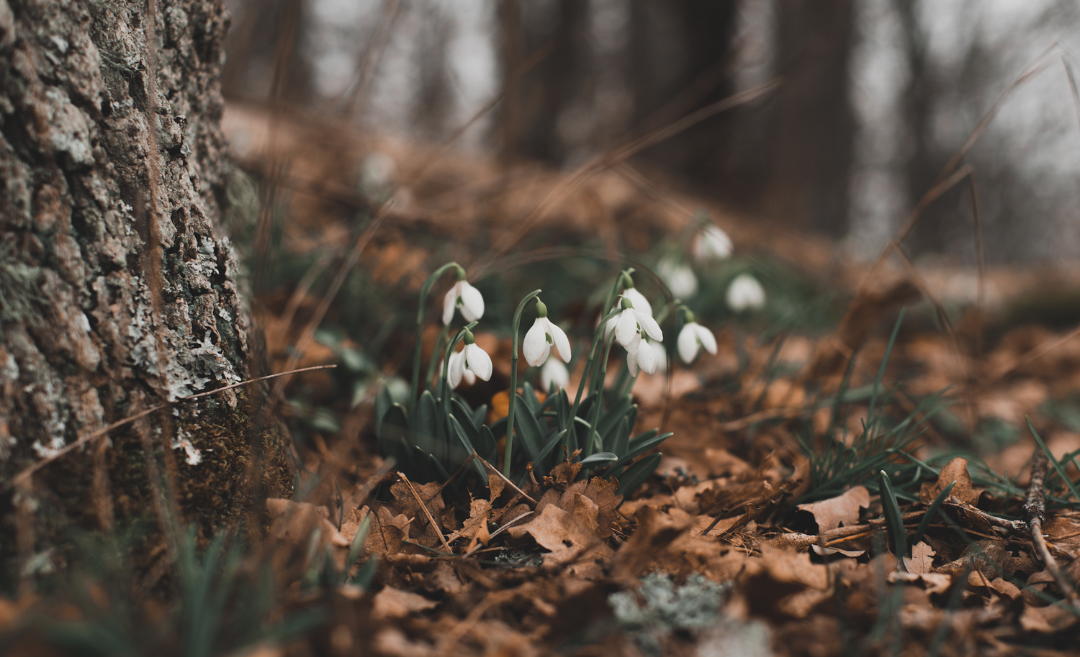 Feuerpferd Bazi Suanming Coaching Potenziale Persönlichkeit Frühling